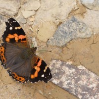 Vanessa indica Herbst, 1794